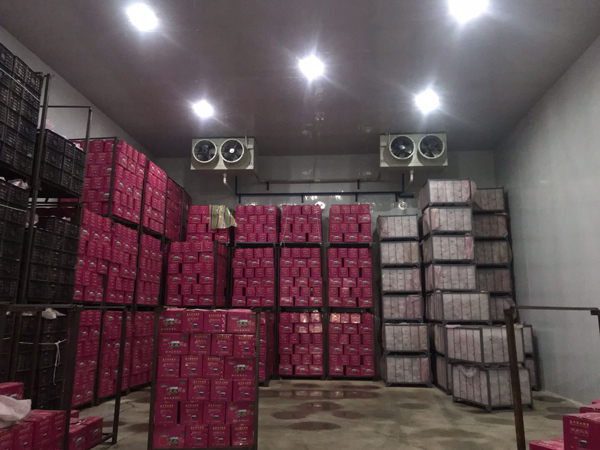 蒲城县三裕村800吨苹果冷藏库 蒲城县三裕村800吨苹果冷藏库